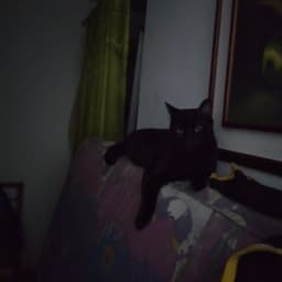 Cristian avatar