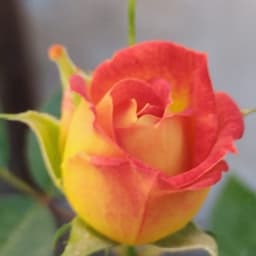 Maria avatar